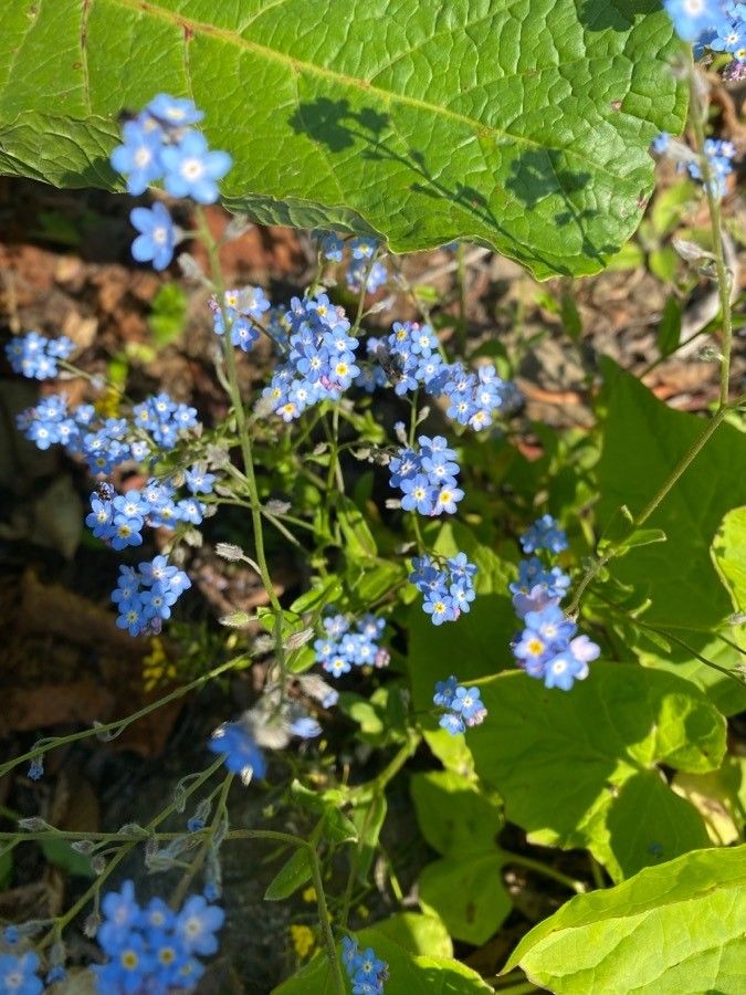 Myosotis lithospermifolia flower