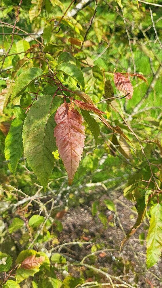 Carpinus viminea leaf