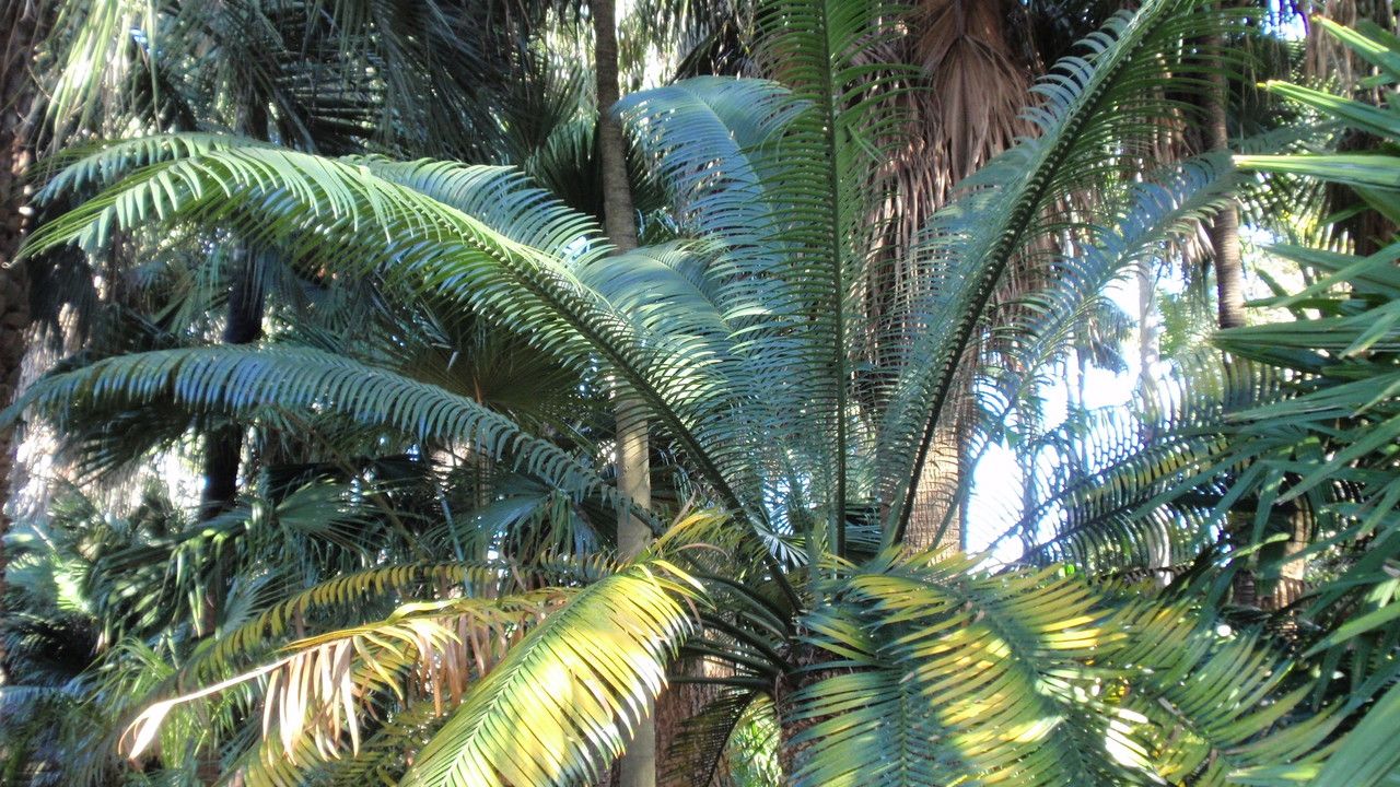 Lepidozamia peroffskyana — search result for 'Zamiaceae'