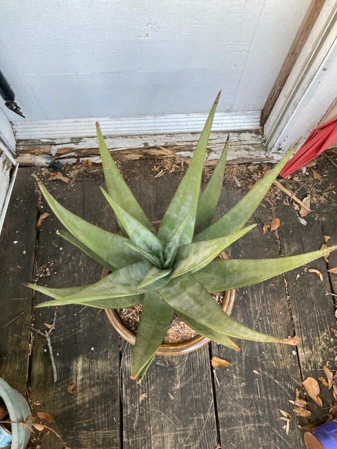 Aloe wickensii leaf