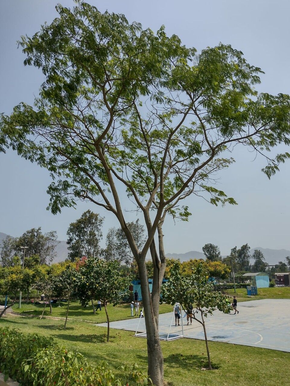 Albizia procera — search result for 'Albizia'