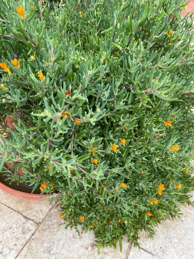 Malephora lutea leaf