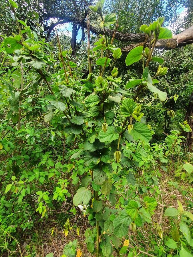 Hibiscus fuscus habit
