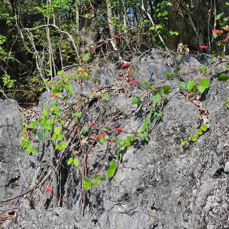 Cissus auricoma — houseplant care guide