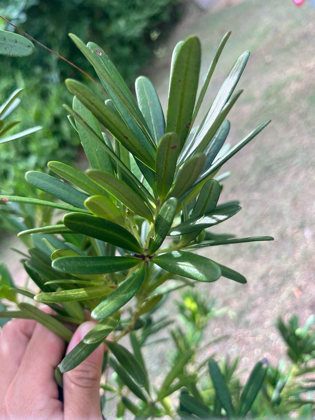 Podocarpus polystachyus leaf