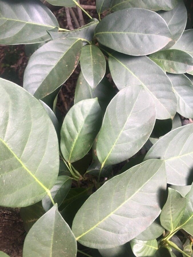 Dendropanax cuneatus — related species from the same genus