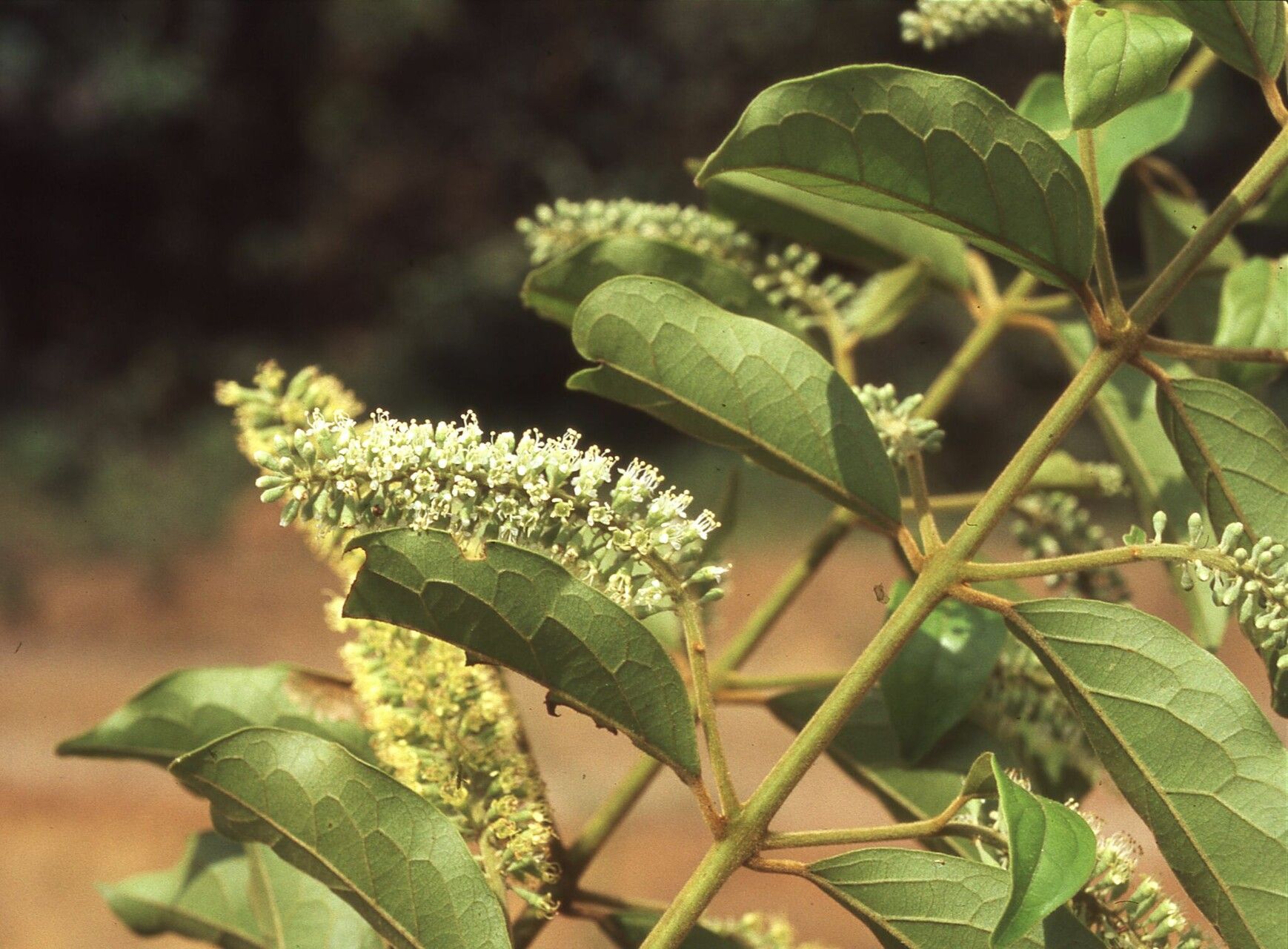 Combretum oudenhovenii flower