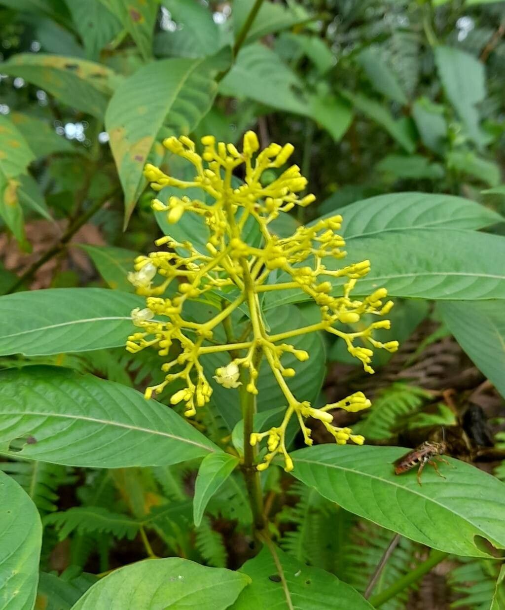 Palicourea berteroana flower