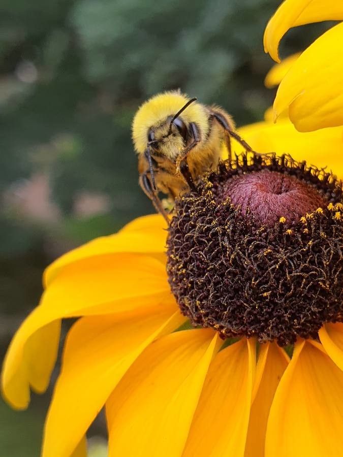 Rudbeckia nitida flower