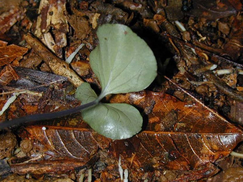 Palicourea beachiana leaf