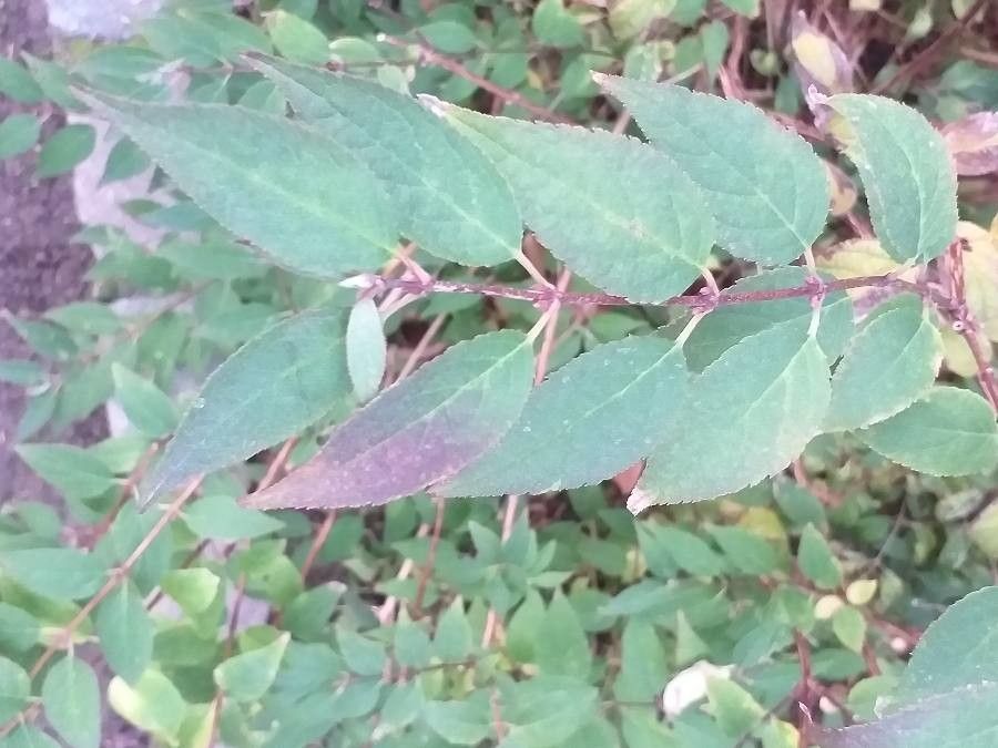 Deutzia purpurascens — search result for 'Deutzia'