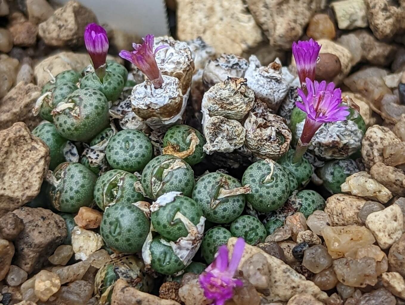 Conophytum obscurum flower