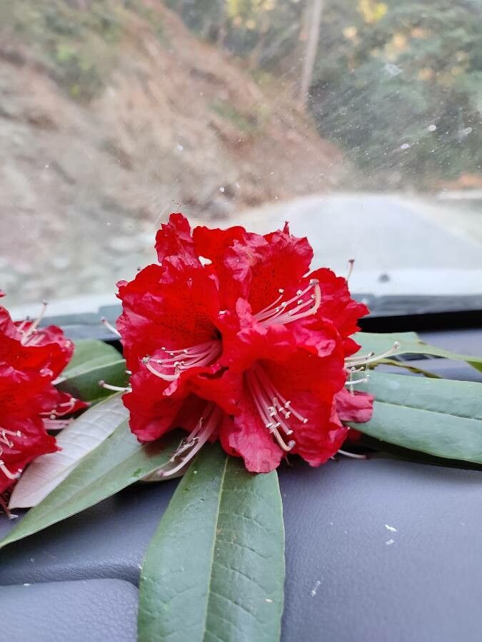 Rhododendron delavayi flower