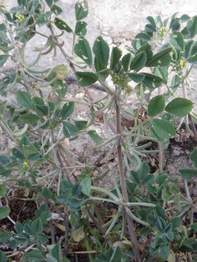 Medicago monspeliaca fruit