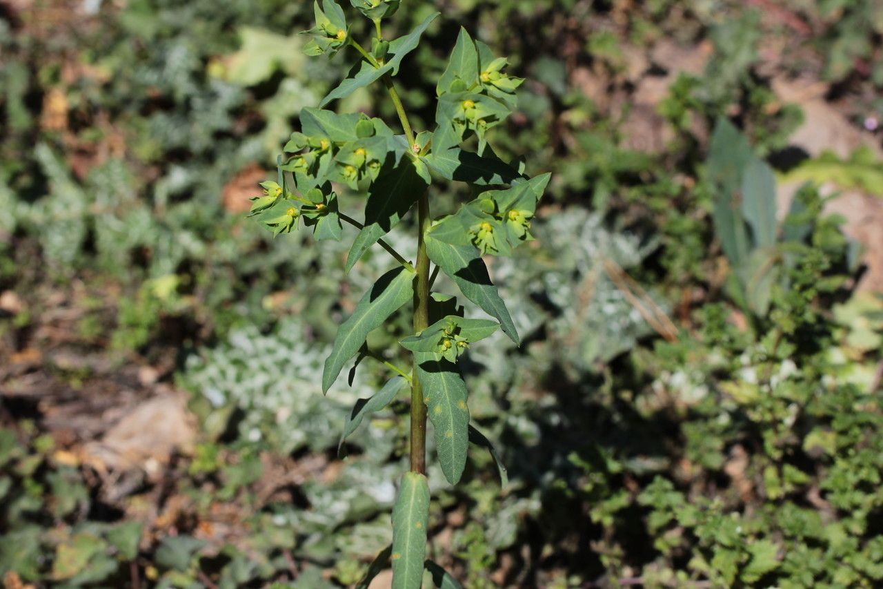 Euphorbia lagascae bark