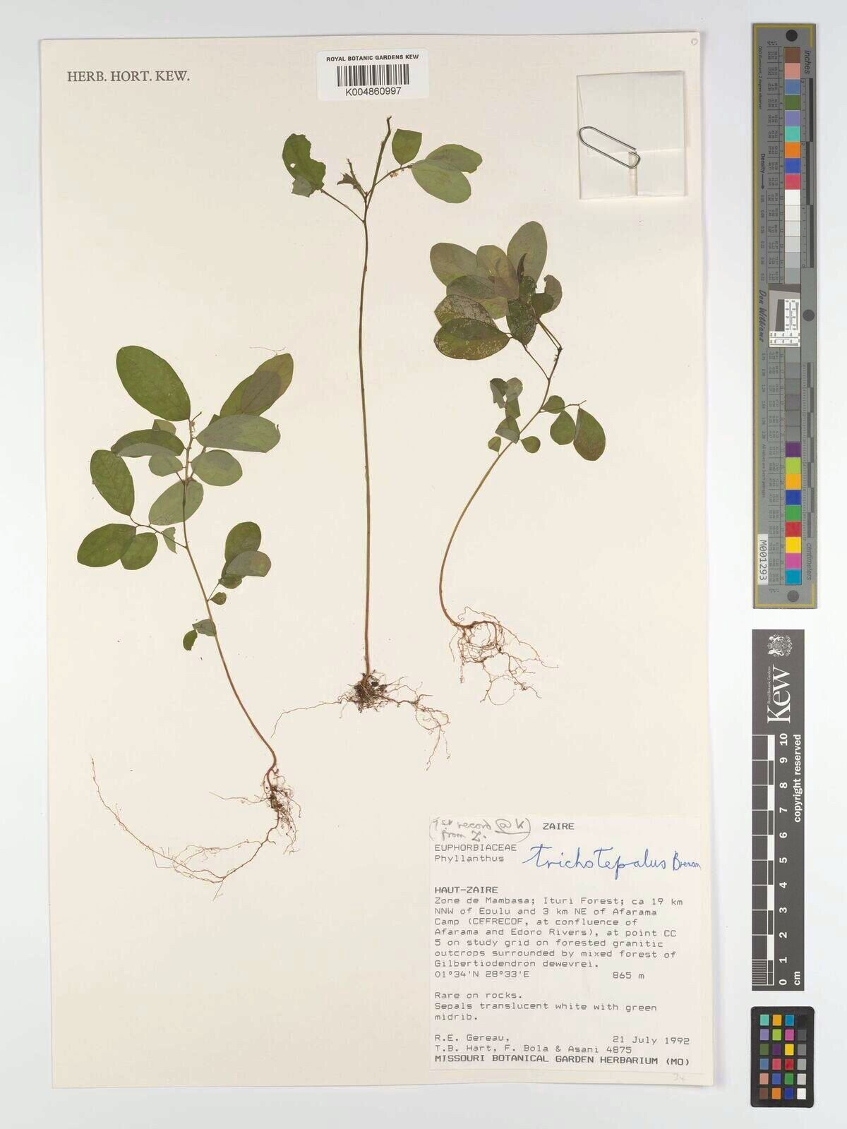 Phyllanthus trichotepalus — houseplant care guide