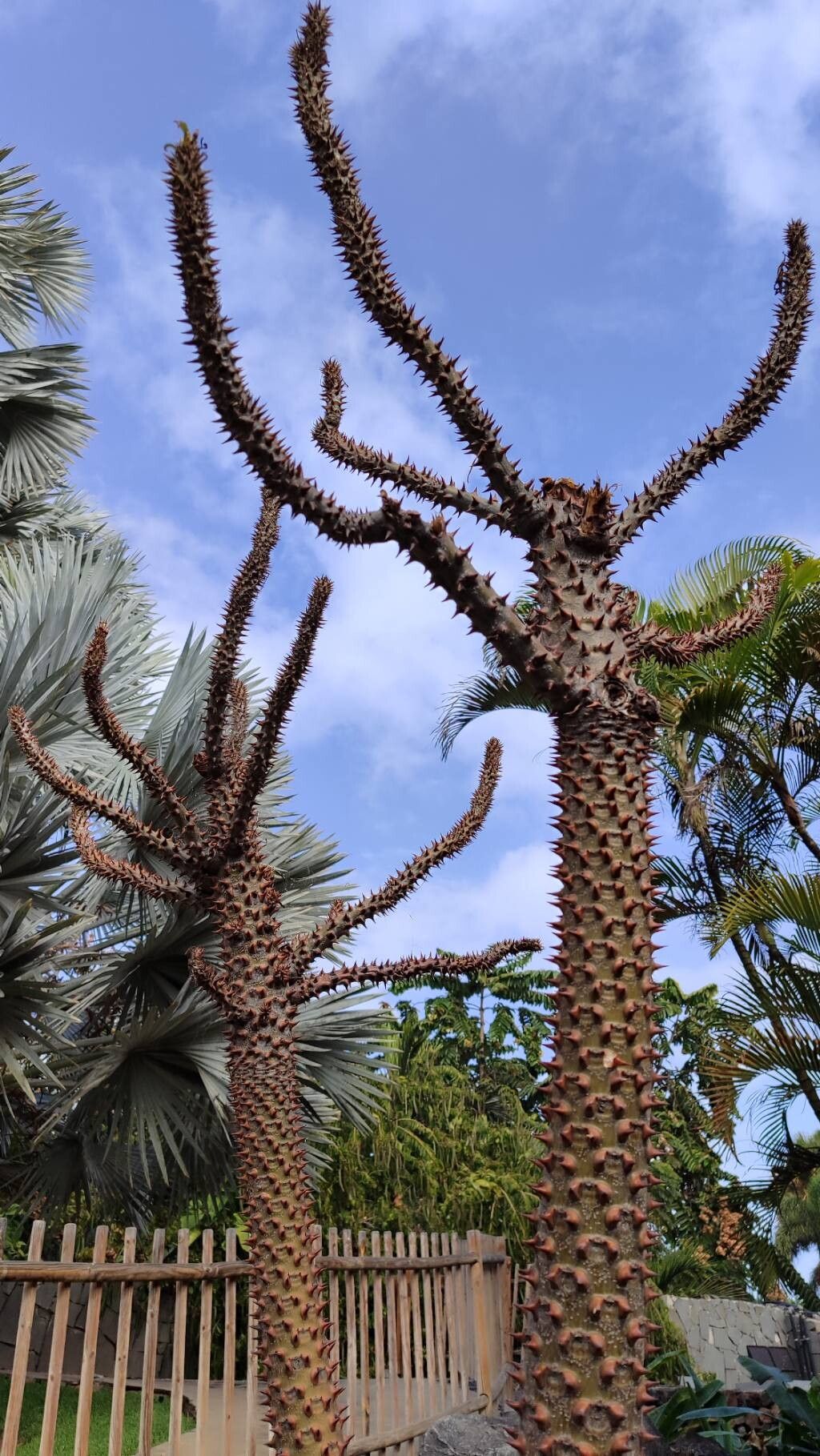 Pachypodium rutenbergianum habit