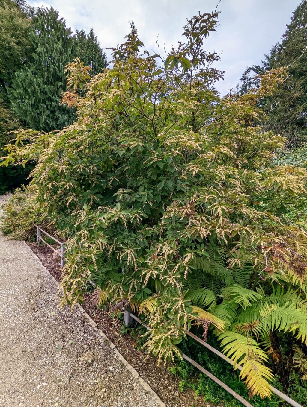 Clethra barbinervis habit