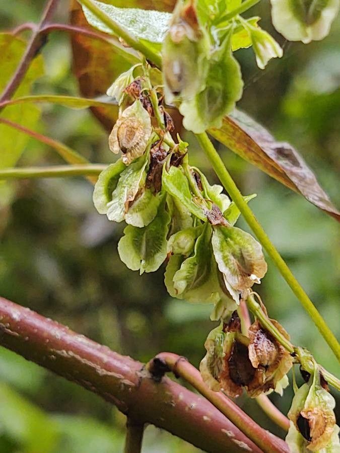 Fallopia scandens fruit