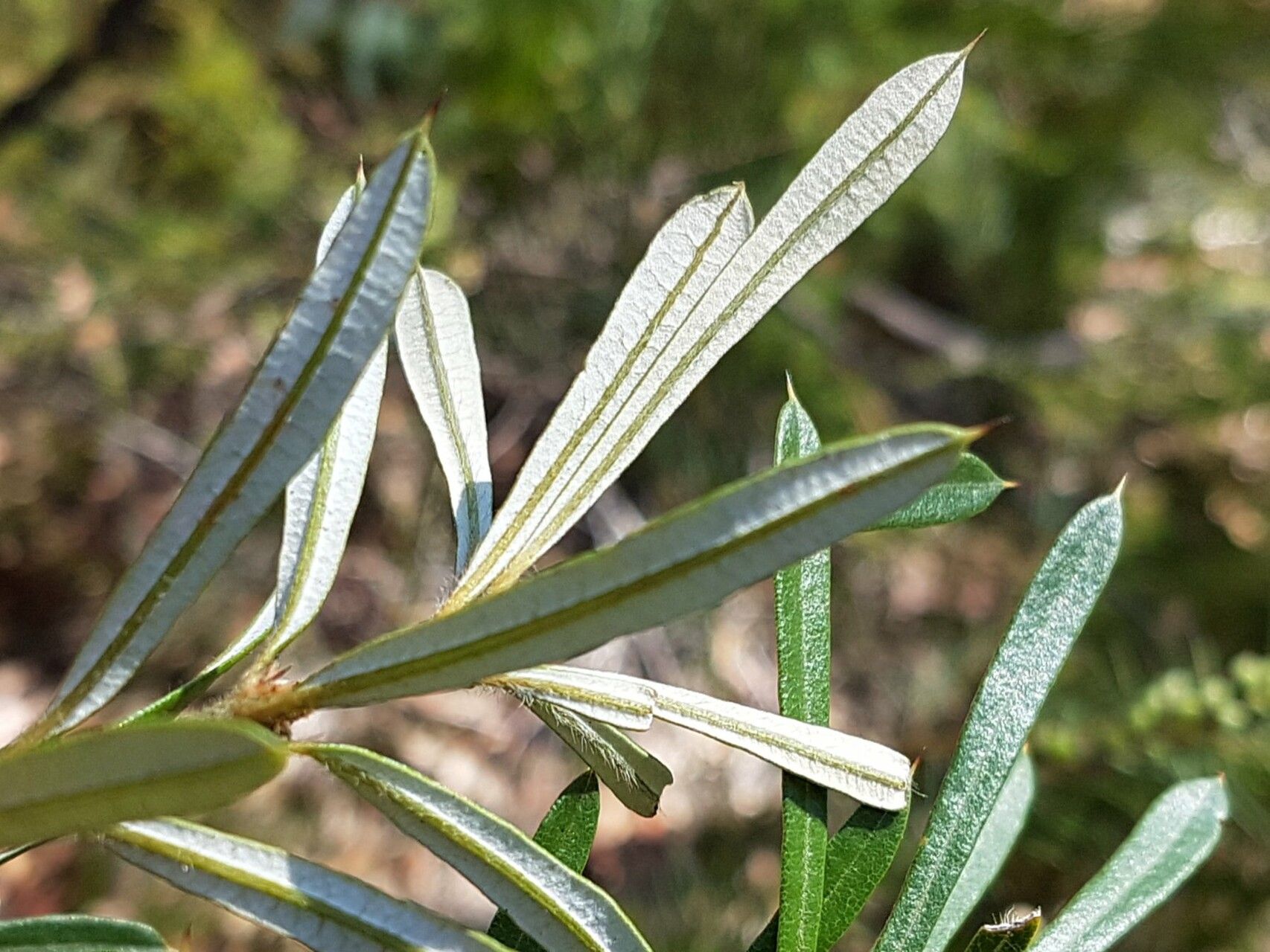Lambertia formosa leaf