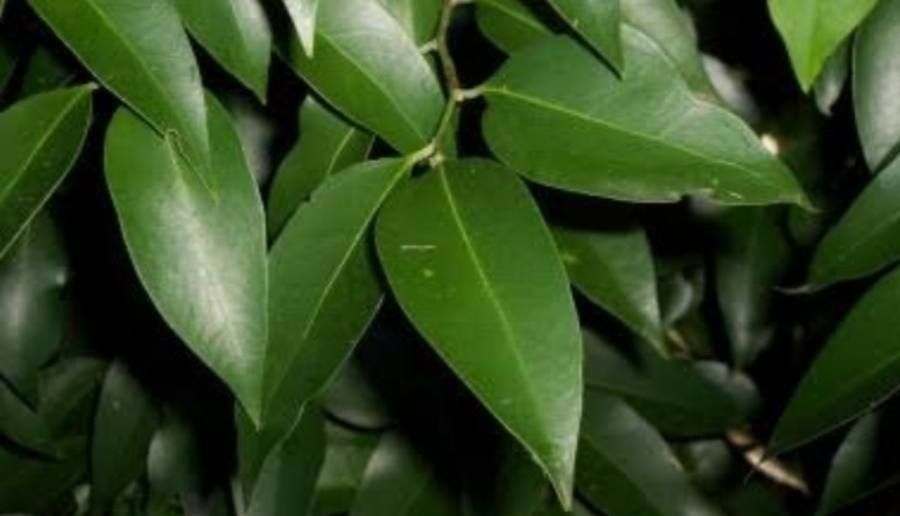 Celtis paniculata — search result for 'Celtis'