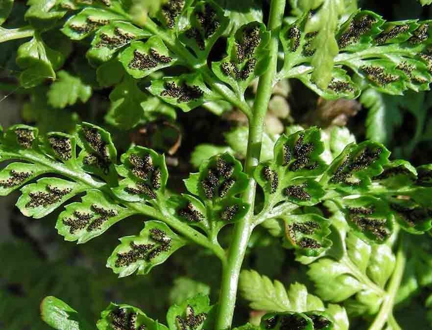 Asplenium balearicum fruit