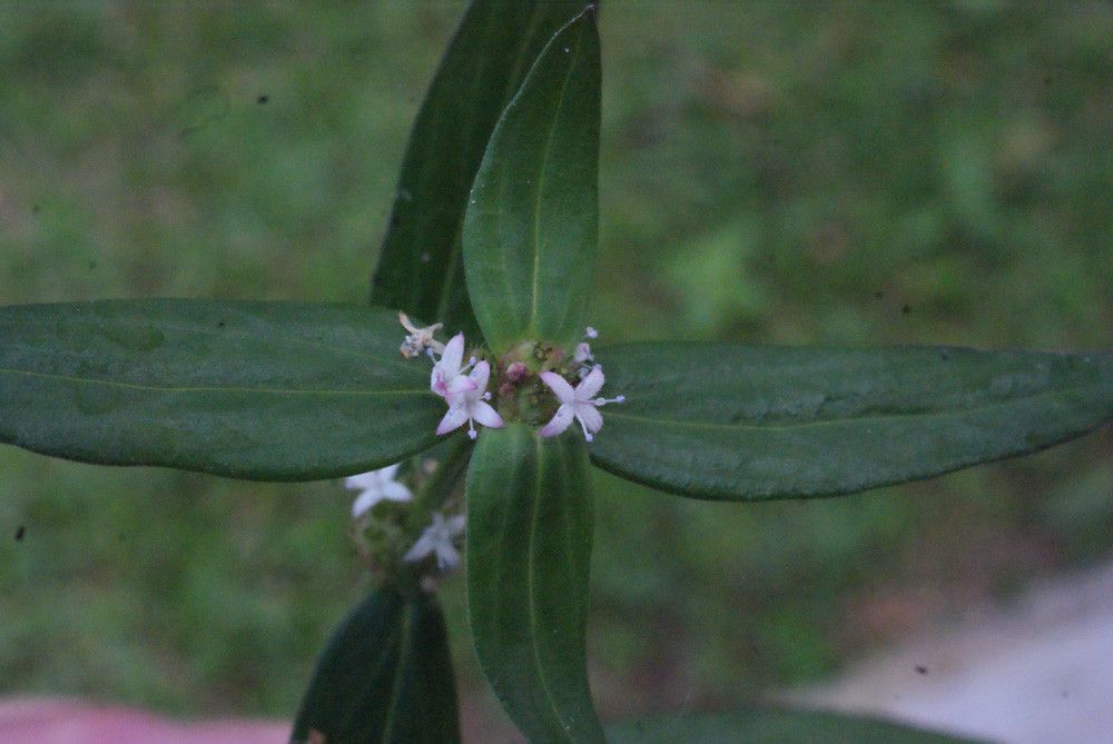 Spermacoce assurgens flower