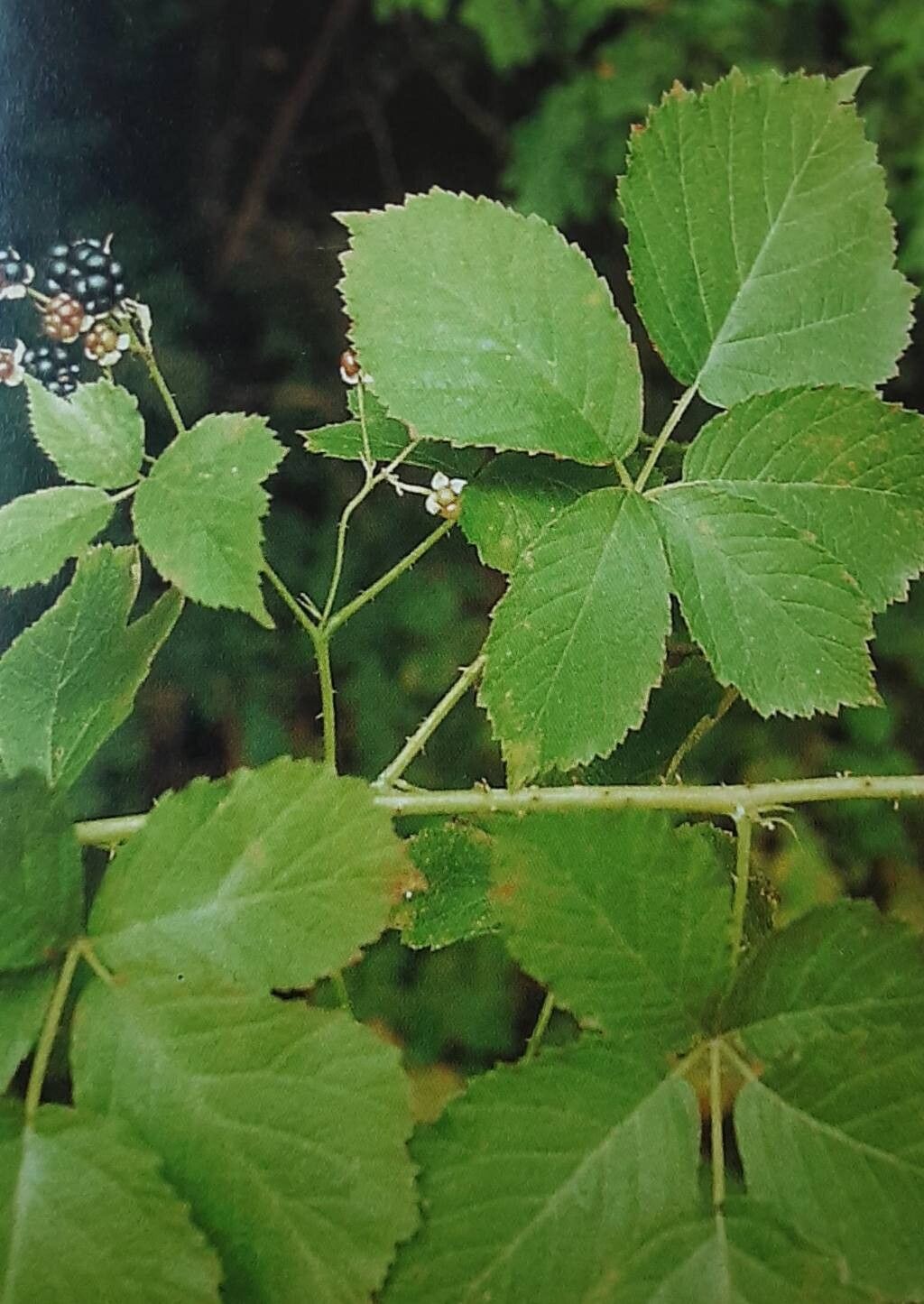 Rubus mollis — houseplant care guide