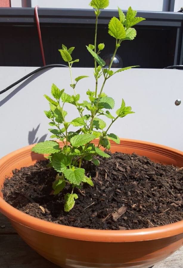 Mentha × villosa leaf