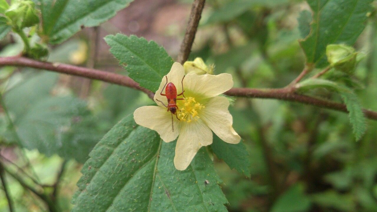 Sida ulmifolia flower