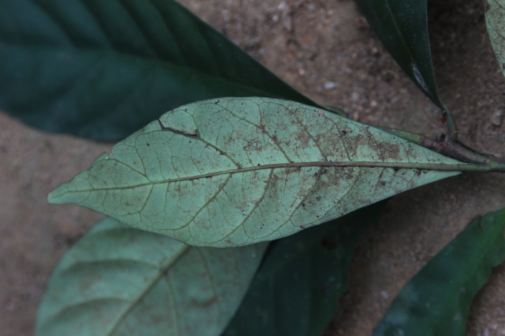 Ixora minutiflora leaf