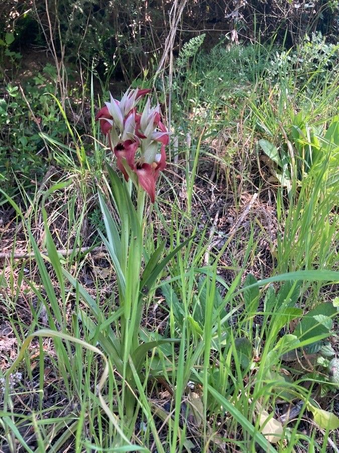 Serapias neglecta — related species from the same genus