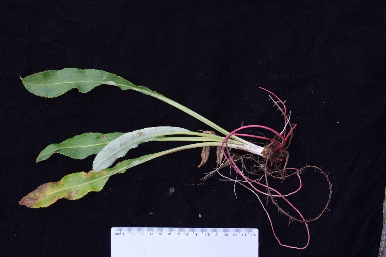 Primula megalocarpa — houseplant care guide