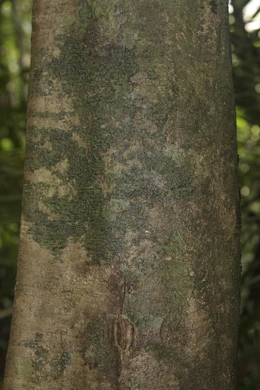 Swartzia canescens — houseplant care guide