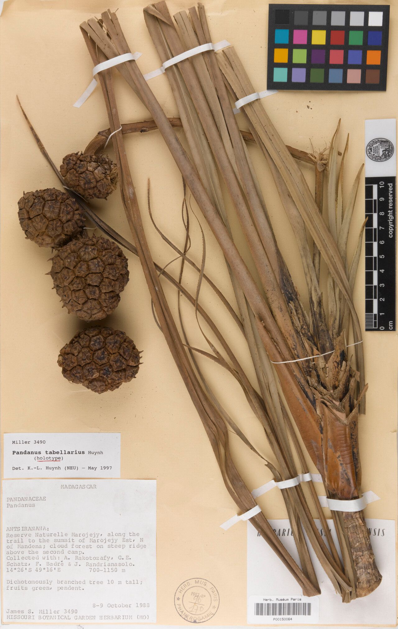 Pandanus tabellarius — houseplant care guide