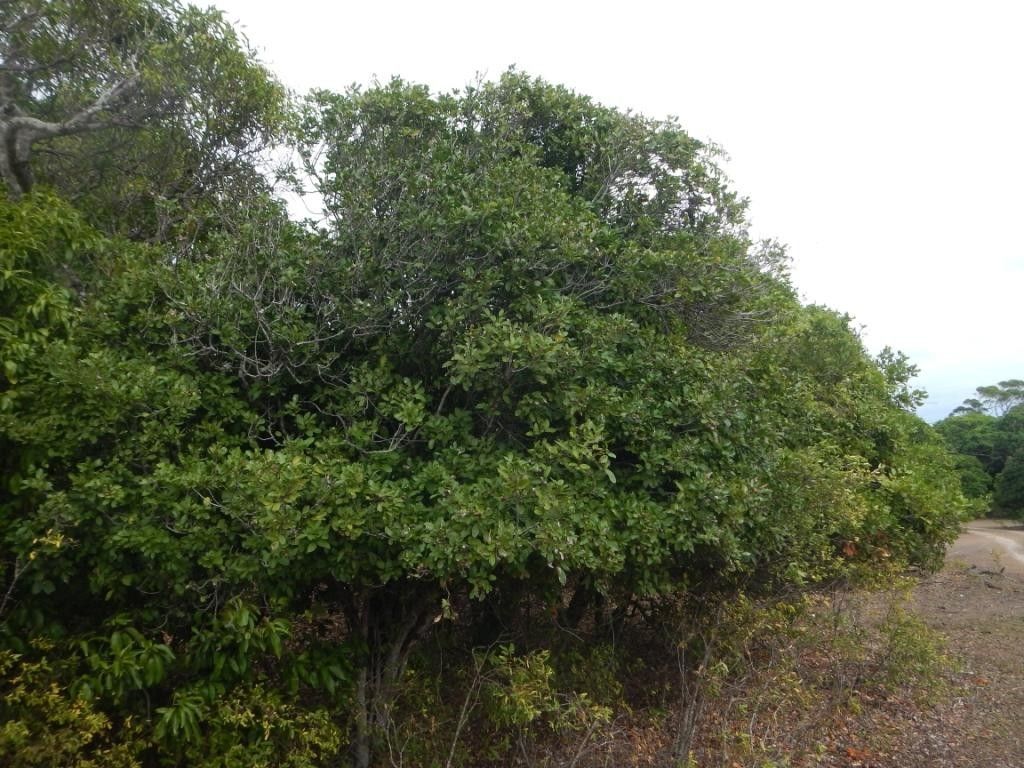 Cupaniopsis globosa — search result for 'Cupaniopsis'