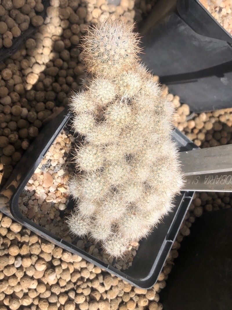 Escobaria sneedii leaf