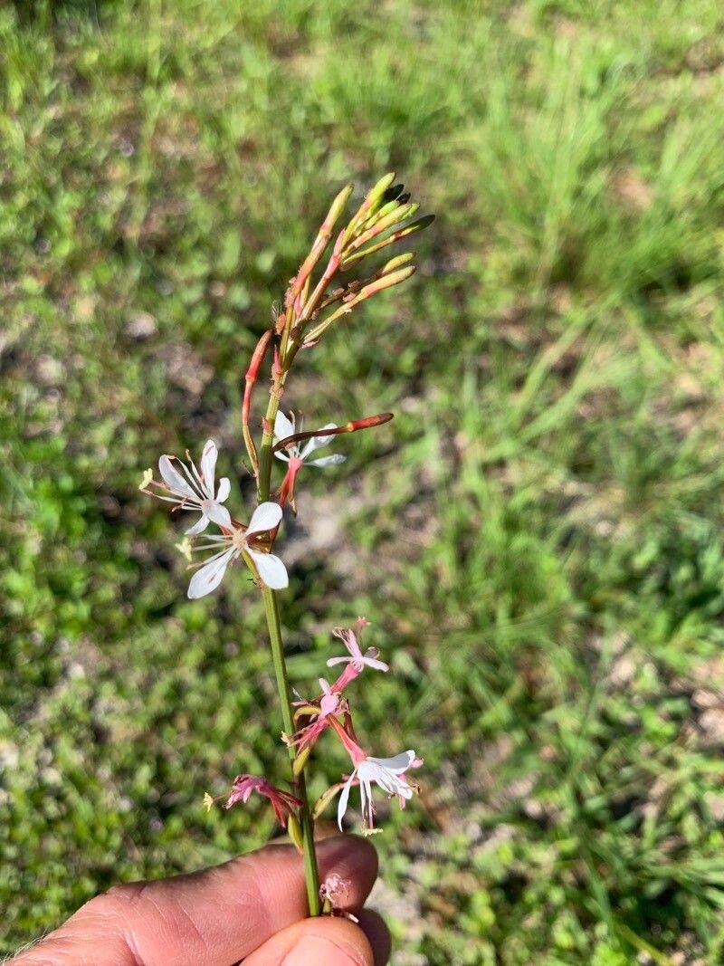 Gaura angustifolia