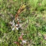 Gaura angustifolia