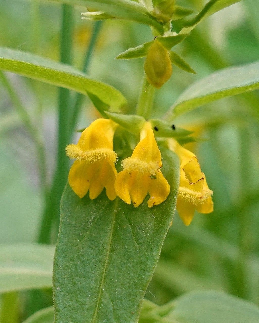 Melampyrum sylvaticum flower