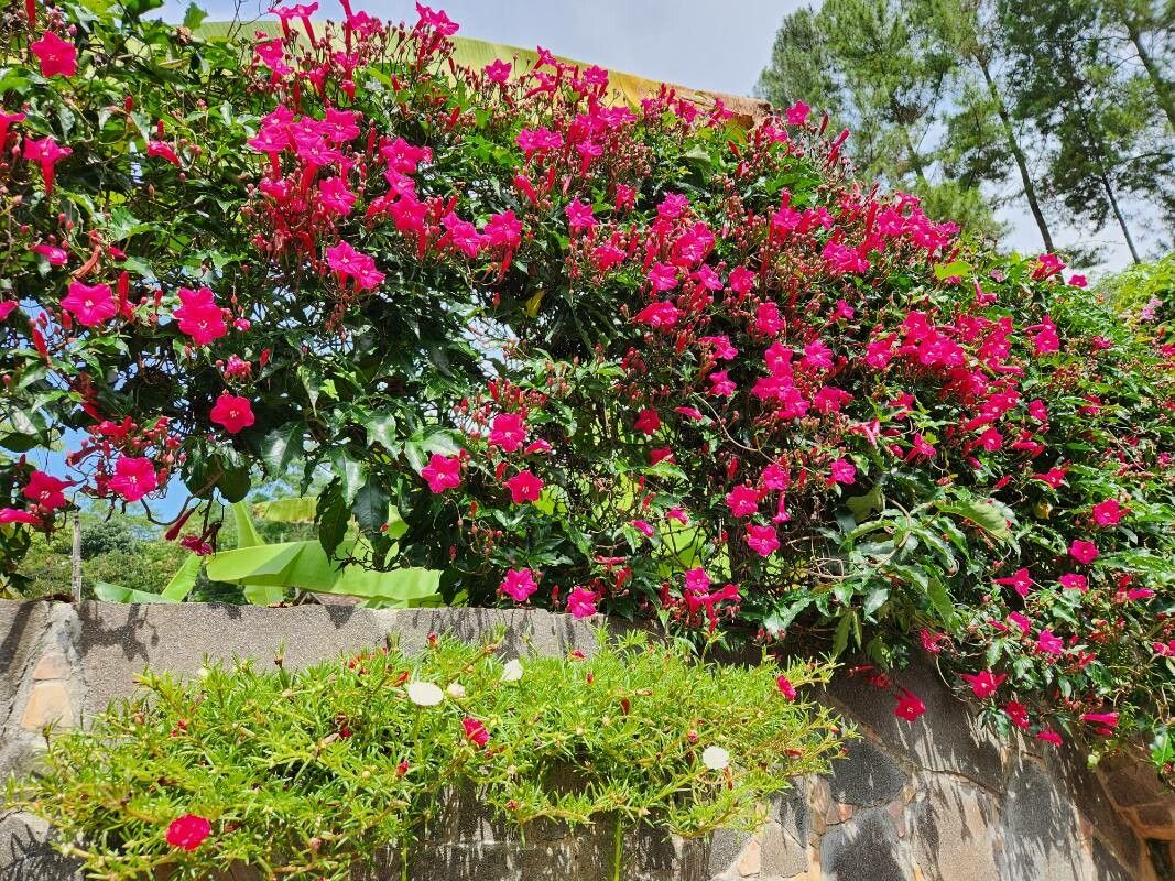 Ipomoea horsfalliae habit
