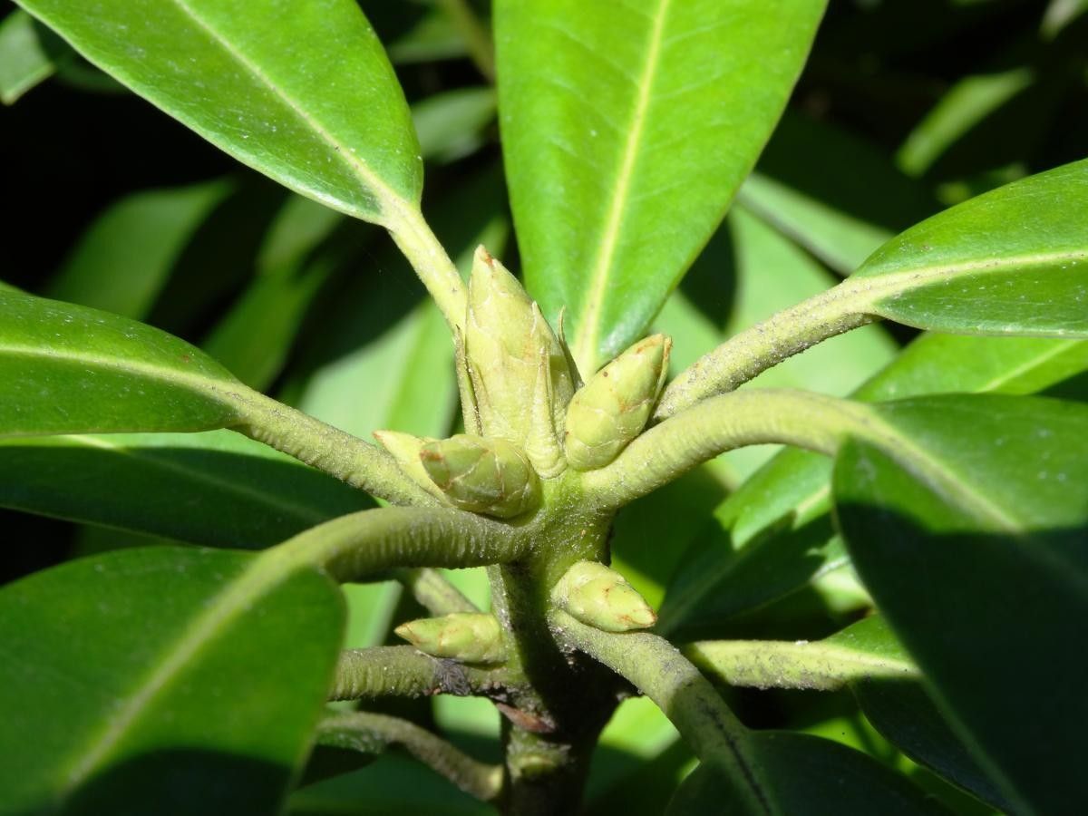Actinodaphne acuminata fruit