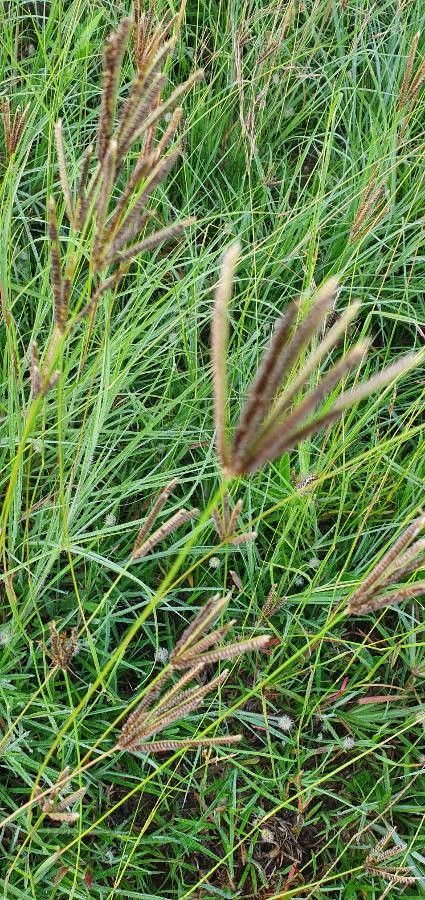 Eustachys paspaloides — related species from the same genus