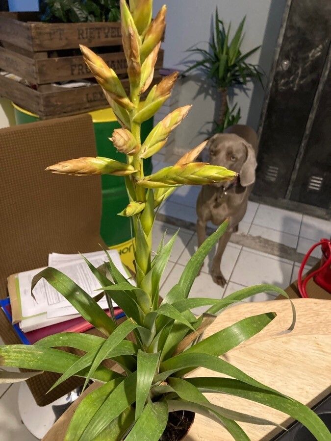 Tillandsia oerstediana leaf