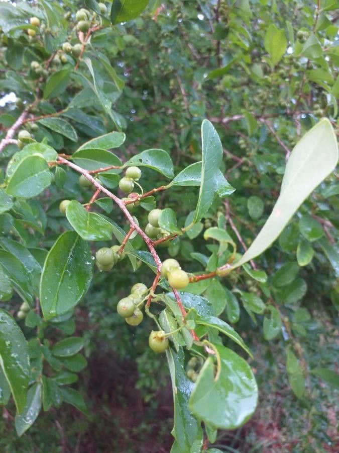 Flueggea virosa fruit