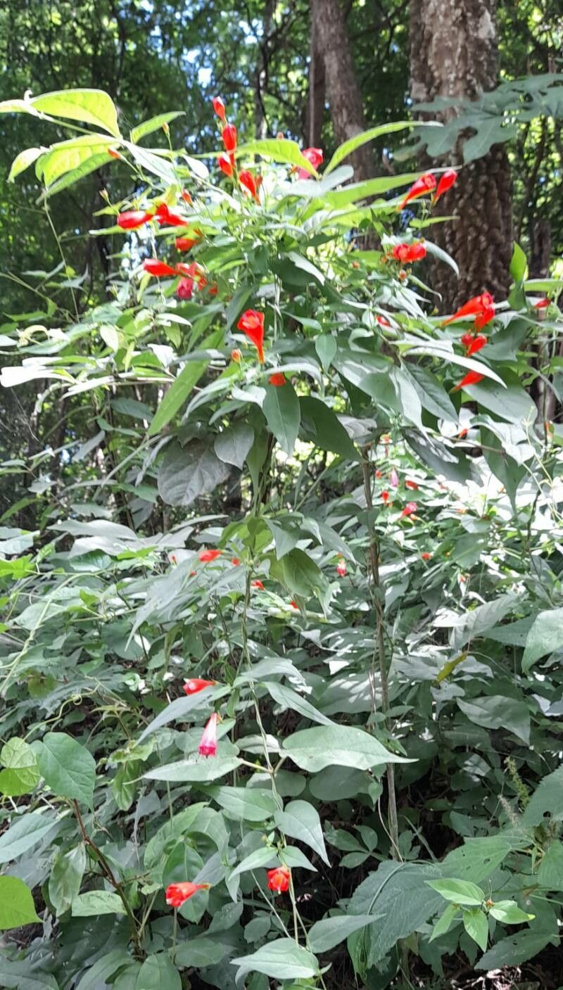 Manettia cordifolia habit