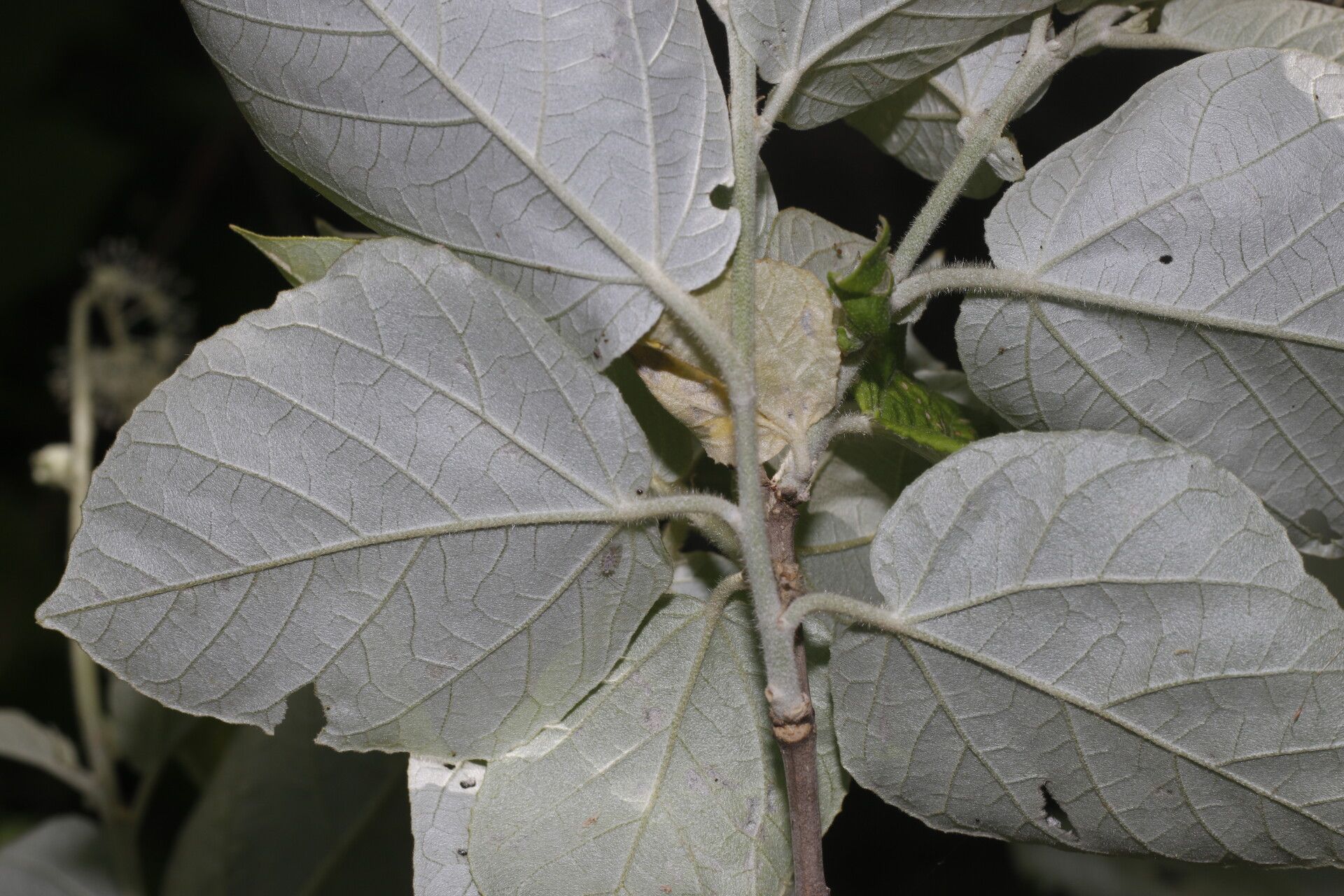 Croton yucatanensis flower
