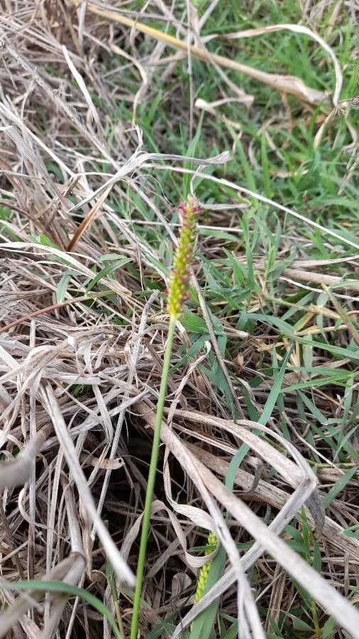 Setaria leucopila — houseplant care guide