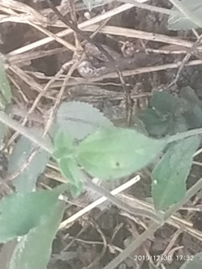 Lagascea mollis — related species from the same genus