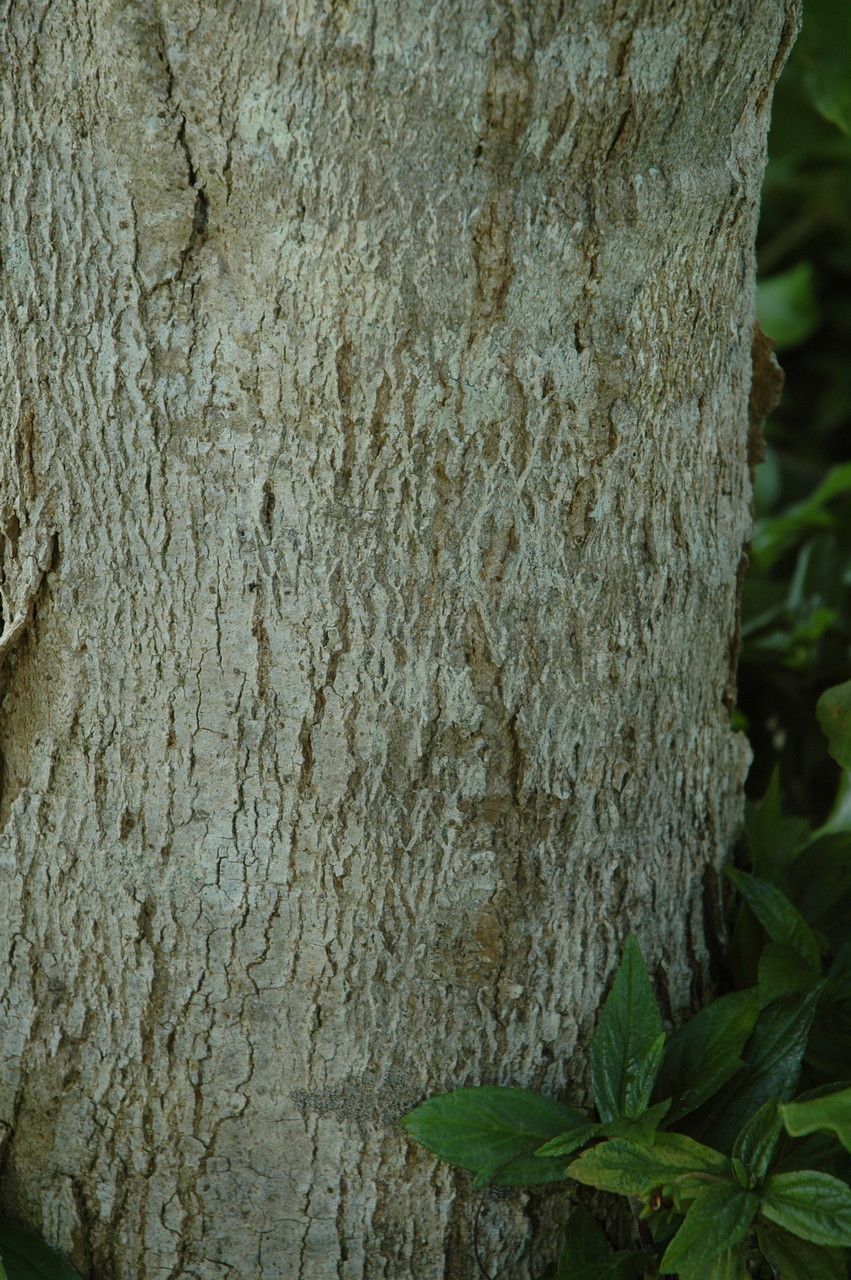 Sapindus oahuensis bark